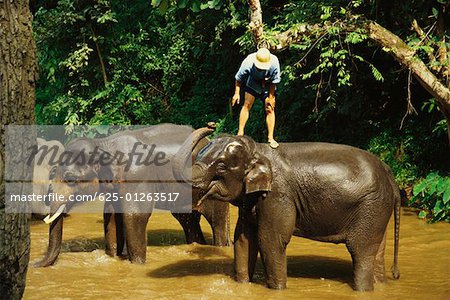 Homme debout sur un éléphant, Maesa Elephant Camp, Chiang Mai, Thaïlande