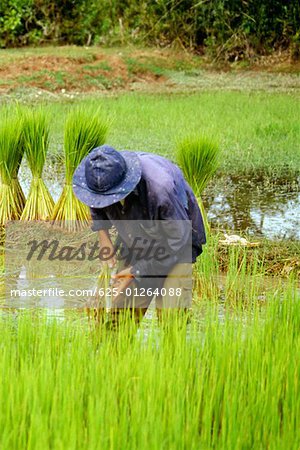 Agriculteur travaillant dans une rizière, Siem Reap, Cambodge