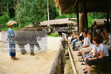 Elephant standing on hind legs, Maesa Elephant Camp, Chiang Mai, Thailand