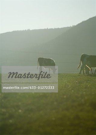 Cows grazing in pasture