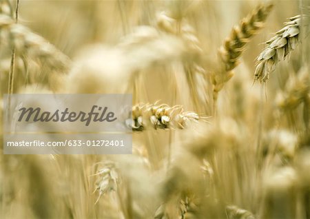 Husks of wheat