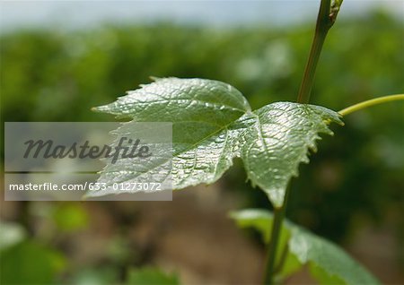 Grape leaf on vine, close-up