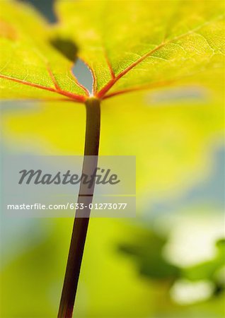 Grape leaf, low angle view, extreme close-up