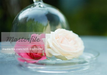 Fleurs de roses sur le plateau de verre