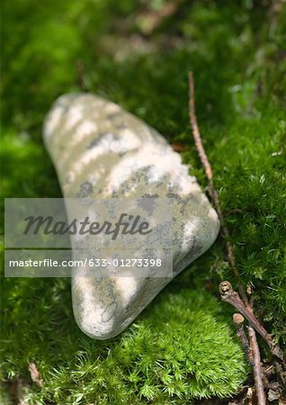 Stone on moss in shade