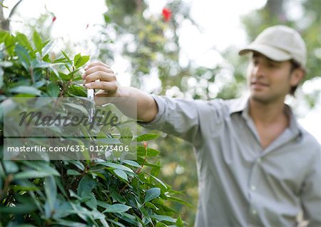 Man pruning bush