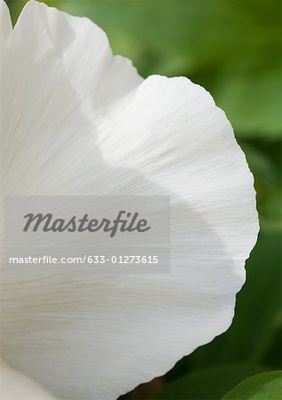 Pétale de fleur blanche