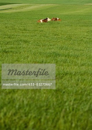 Cows lying in pasture