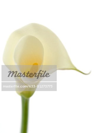 Calla-Lilien, close-up