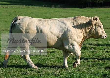 Vache charolaise, pleine longueur, vue latérale