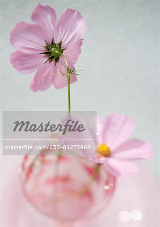 Cosmos flowers in glass