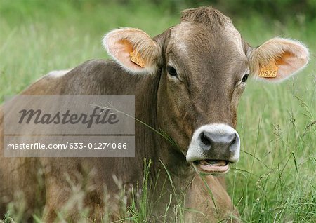 Brown swiss cow lying in grass