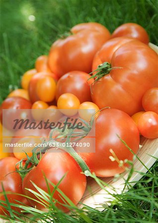Assortment of fresh tomatoes
