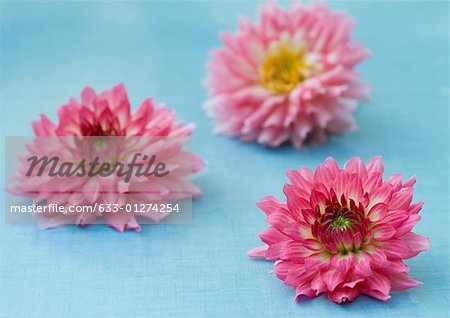 Trois fleurs dahlia