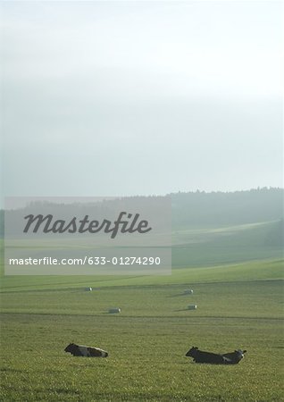 Cows lying down in pasture