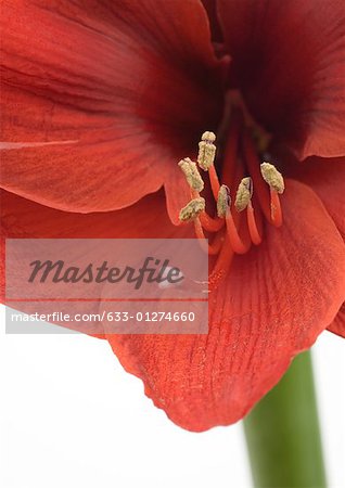 Amaryllis