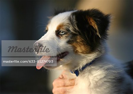 Border collie puppy