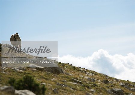 Cow standing on hillside