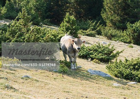 Cow standing on mountainside