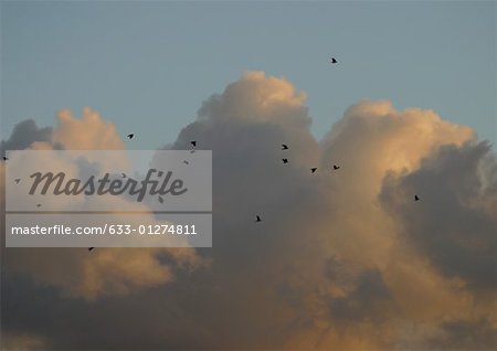 Birds flying in sky, clouds in background