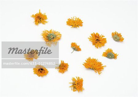 Marigold flower heads