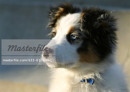 Border collie puppy