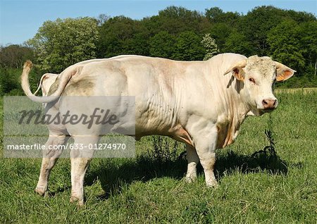 Charolais cow standing in field, turning head toward camera