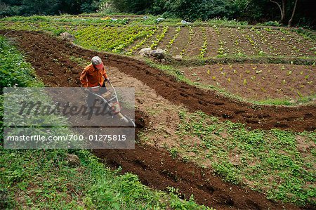 Man Tilling Soil on Vegetable Farm, Taipei, Taiwan