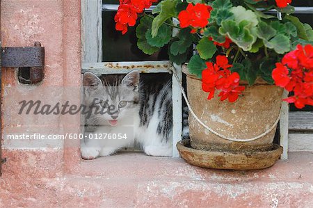 Chaton Looking Out fenêtre