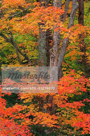 Ahornbaum im Herbst, Algonquin Provincial Park, Ontario, Kanada