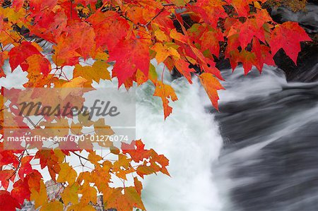 Érable à feuilles d'automne par cascade, Parc Provincial Algonquin, Ontario, Canada