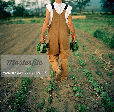 Agriculteur dans le champ