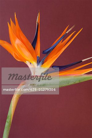 Close-up of bird-of-paradise Flower, Single Object, Object