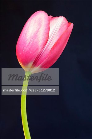 Tulip