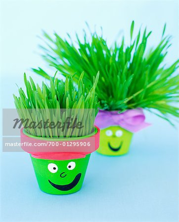 Potted Wheatgrass