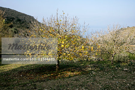 Fig Tree in Orchard, Majorca, Spain