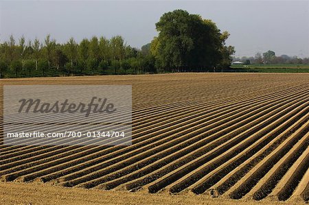 Gepflügte Kartoffel Feld, Kwadendamme, Zeeland, Niederlande