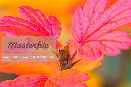 Close-Up of Autumn Leaves