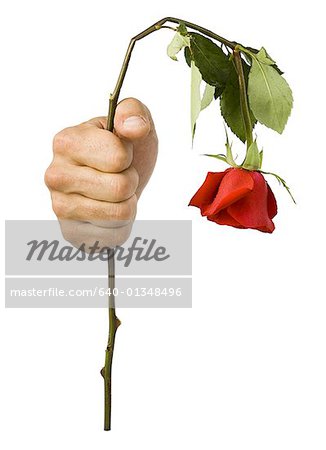 Gros plan d'une main tenant une rose fanée