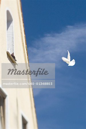 Vue faible angle d'un bâtiment, avec un oiseau dans le ciel