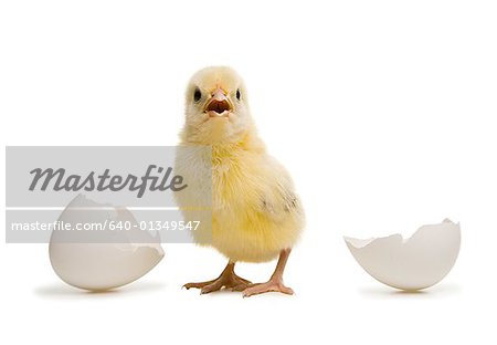 Close-up of a chick standing away from broken eggshell