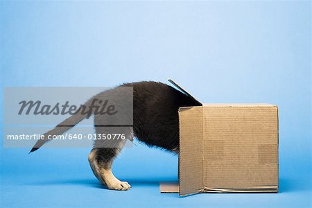 Puppy in cardboard box