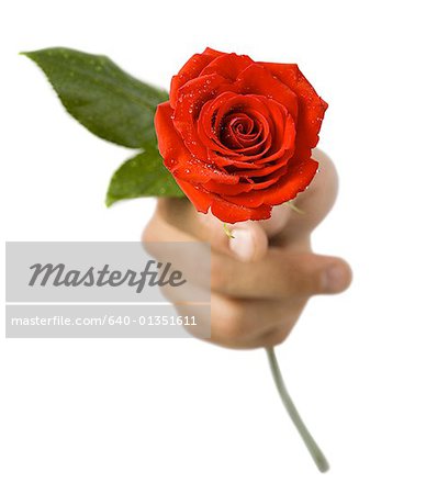 Close-up of hand holding a rose
