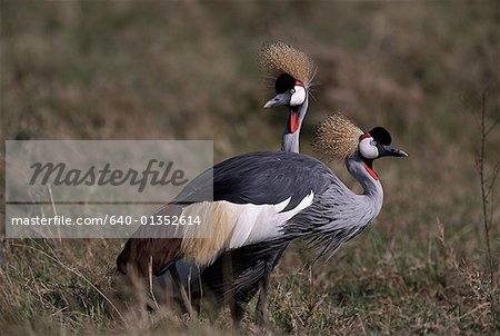 Deux oiseaux exotiques debout dans un champ