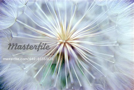 Close-up of a dandelion