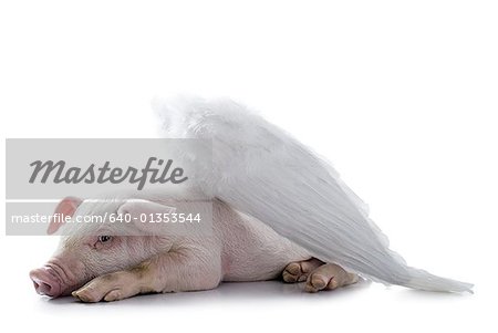 Pig with wings lying down