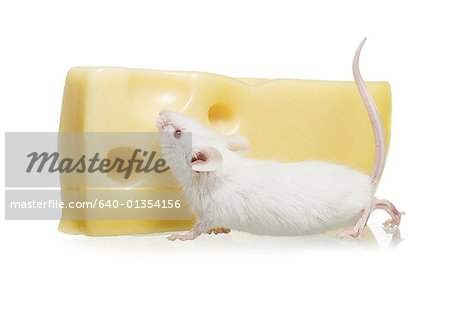 Nahaufnahme einer Ratte Käse essen
