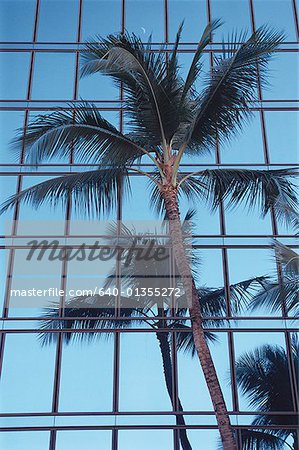 Low angle view of a palm tree outside a building