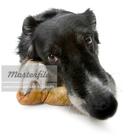 Nahaufnahme eines Hundes liegend mit einem Hundeknochen