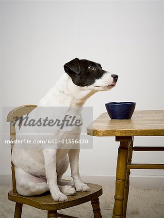 Dog sitting on a chair in front of a bowl on the table